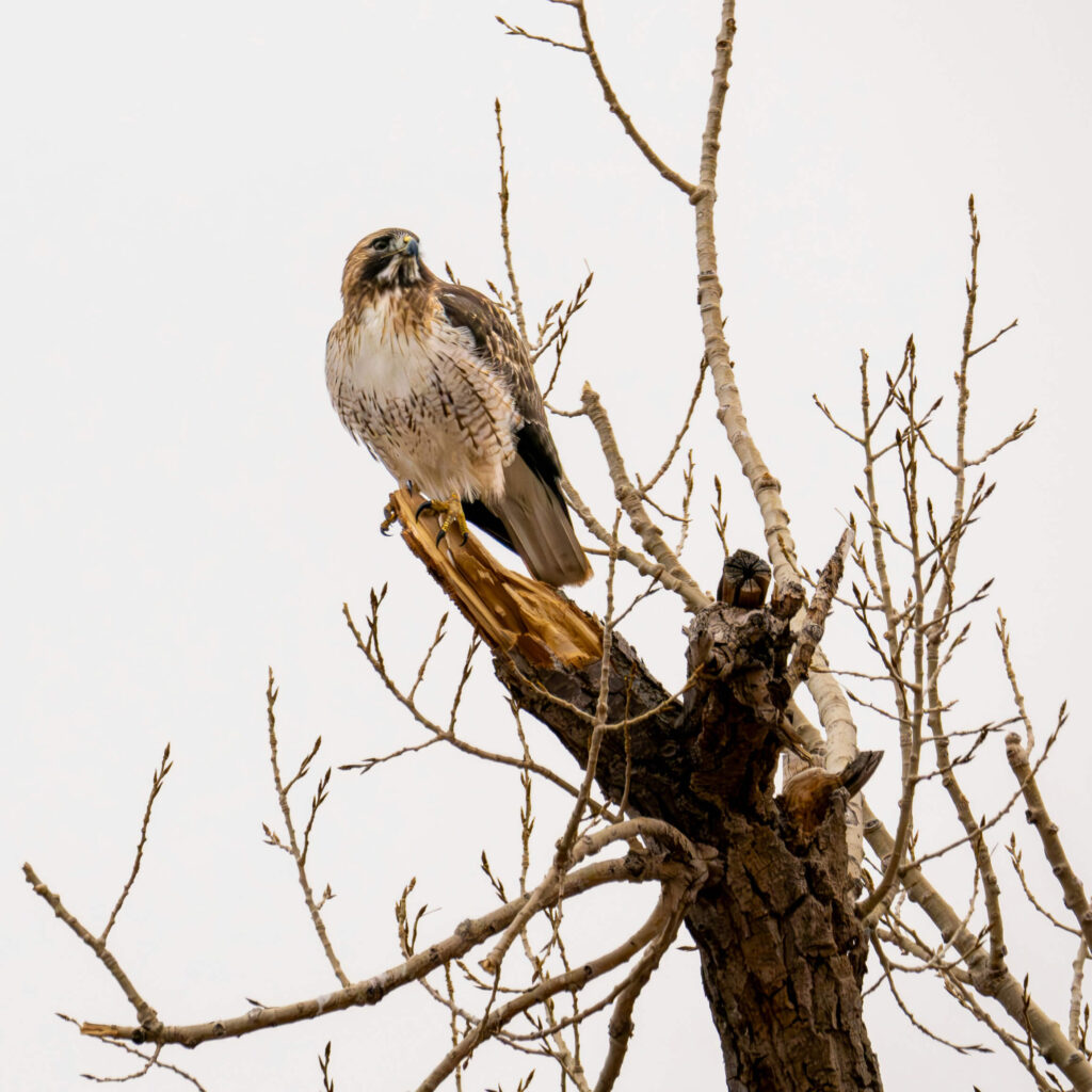 Kitsay Red Tailed Hawk