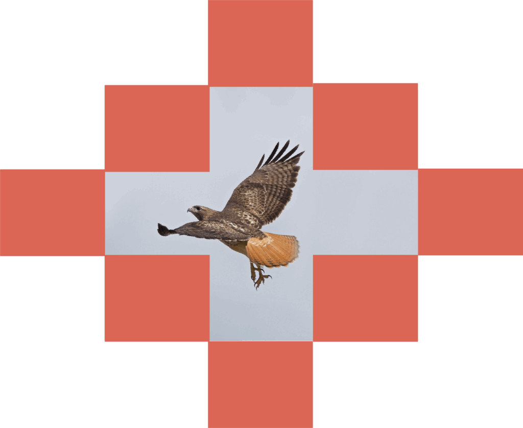 Kitsay Hawk Soaring Through Sky